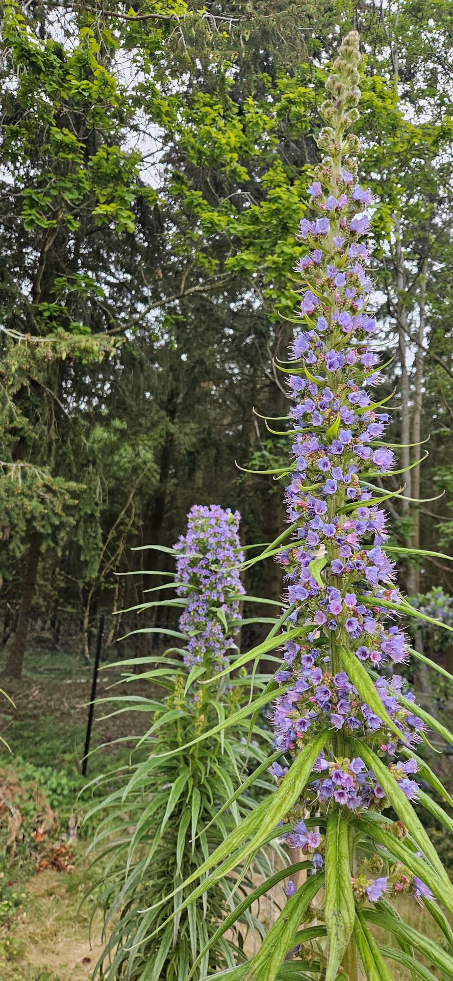 Echium pininana tower in woodland garden