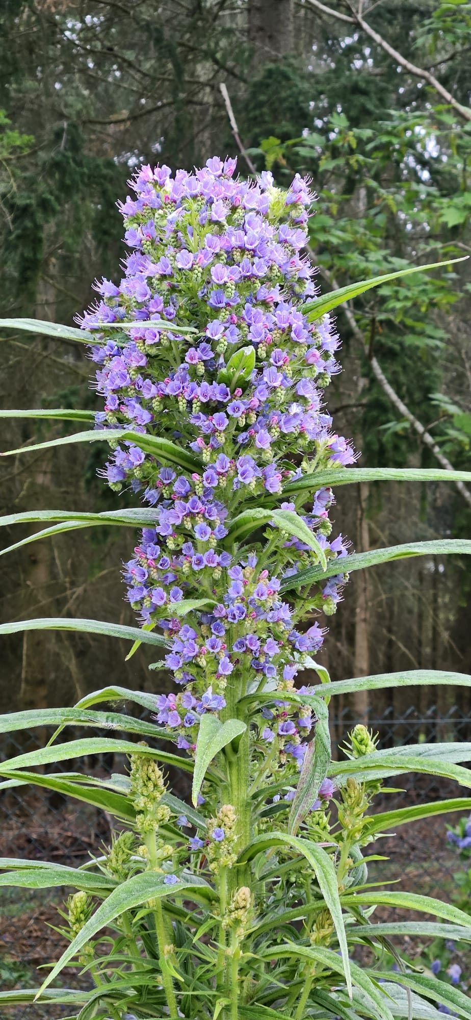 Full echium spike in full bloom