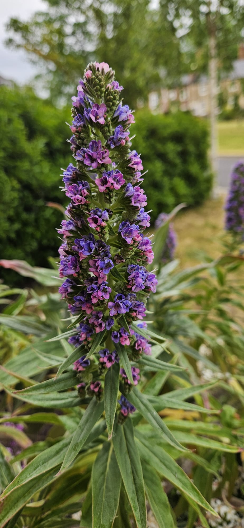 Close-up echium flower spike with purple and pink blooms