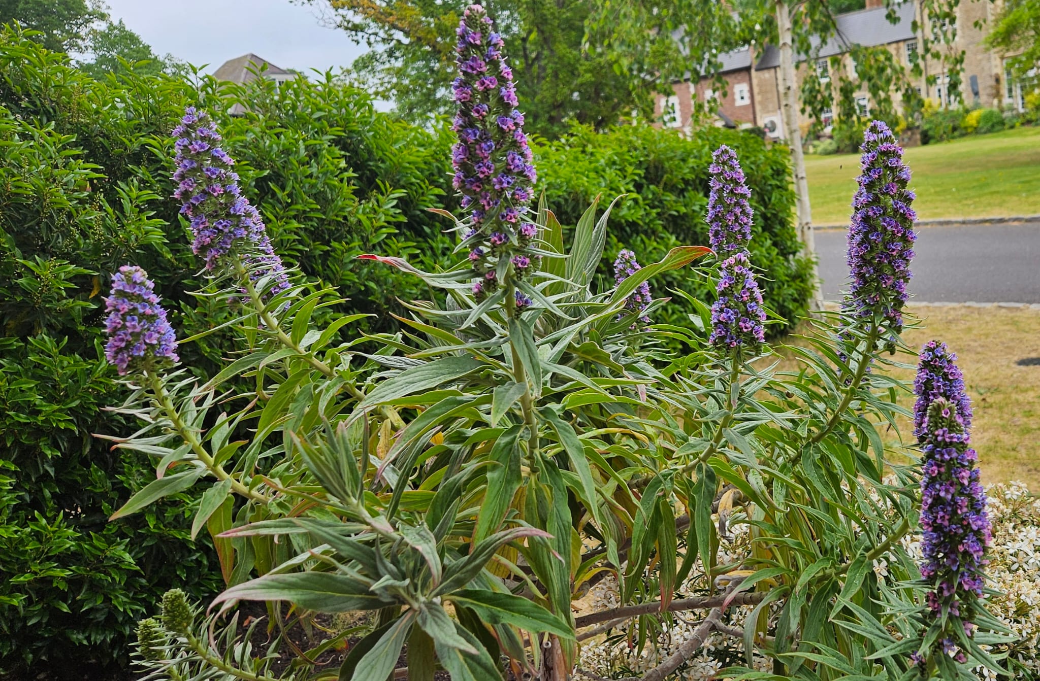 Multiple echium spikes in a garden border