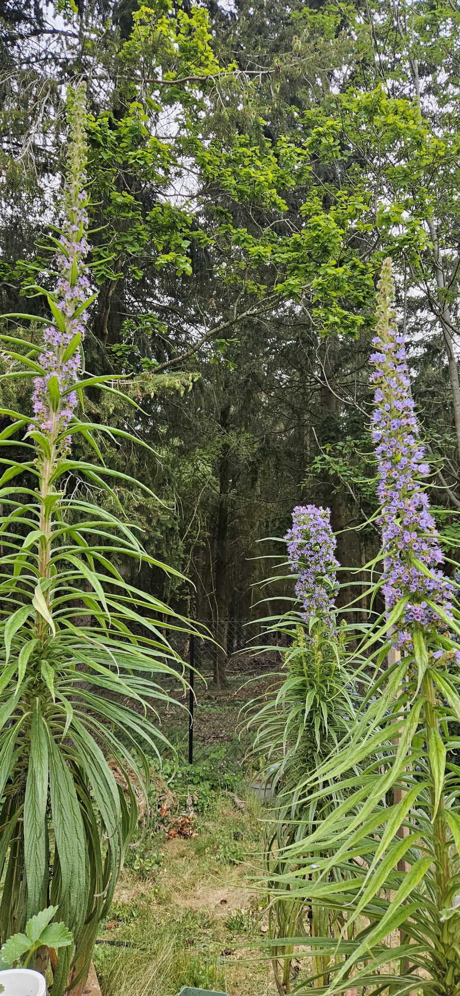 Two echium towers flanking a garden path